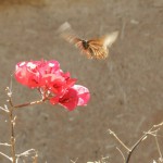 Fauna de Pichidangui y Aculeo