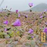 Desierto Florido. Agosto 2017